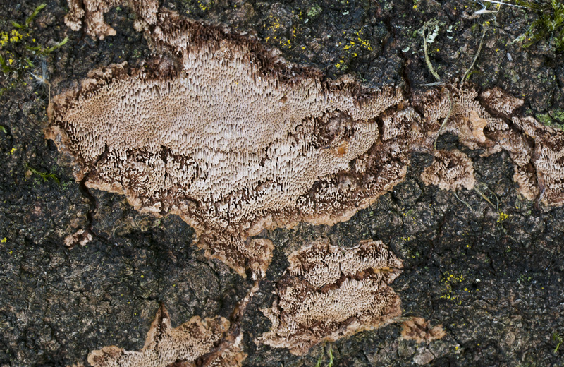 Phellinus contiguus